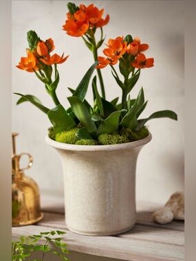 NWOT Terrain Flared Rim Ceramic Planter